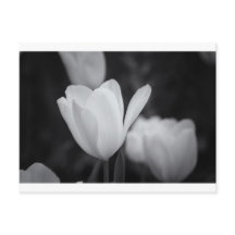 Tulp zwart-wit