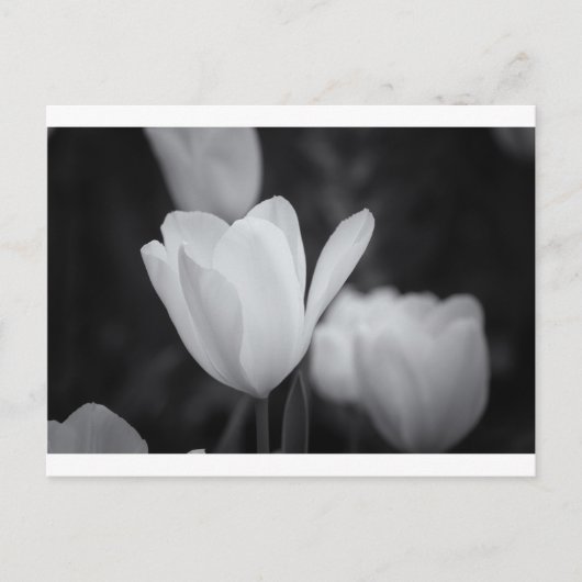 Tulp zwart-wit briefkaart (Voorkant)