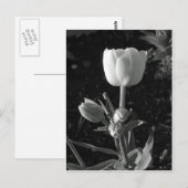 Tulp zwart-wit briefkaart (Voorkant / Achterkant)