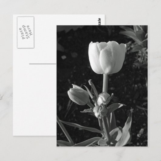 Tulp zwart-wit briefkaart (Voorkant / Achterkant)