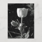 Tulp zwart-wit briefkaart (Voorkant)