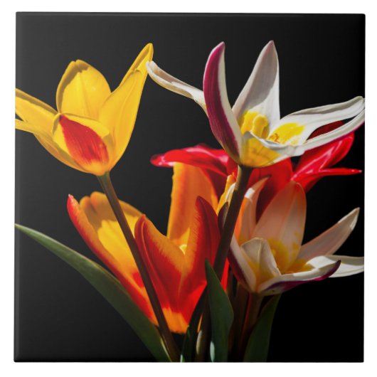 Tulpbloemen tegen zwarte achtergrond tegeltje (Voorkant)