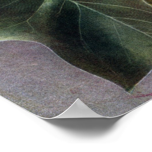 Tulpboomklep Poster (Hoek)