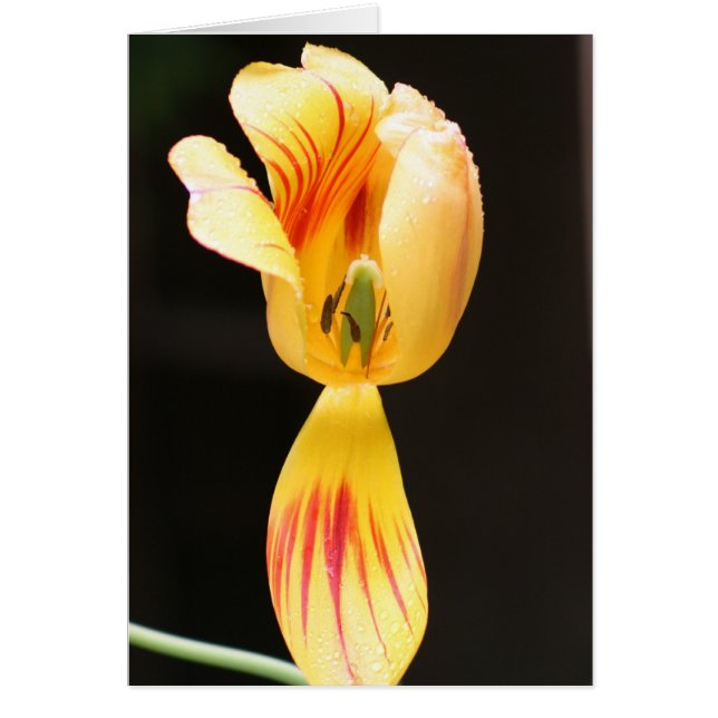 Tulpen (Voorkant)