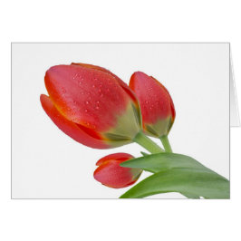 Tulpen