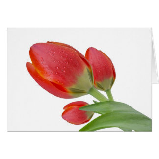 Tulpen