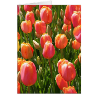 tulpen