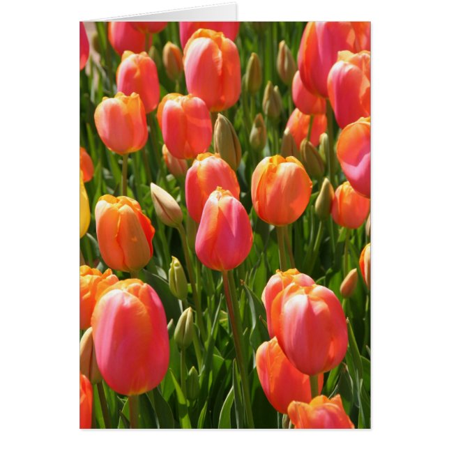 tulpen (Voorkant)
