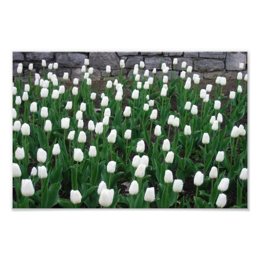Tulpen 10 afdrukken foto afdruk (Voorkant)