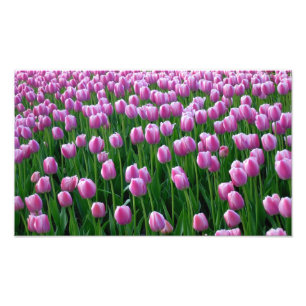 Tulpen 14 afdrukken foto afdruk