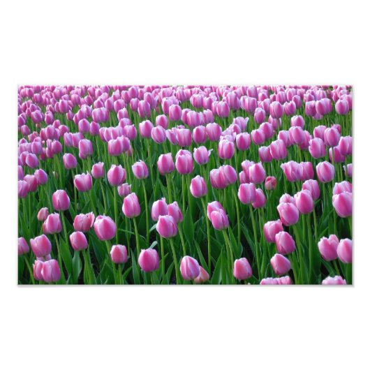 Tulpen 14 afdrukken foto afdruk (Voorkant)