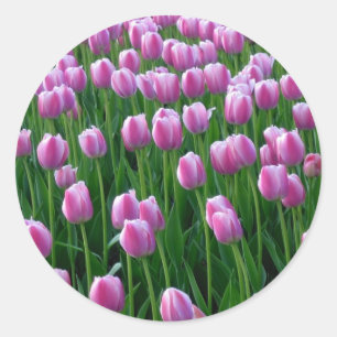 Tulpen 14 Sticker