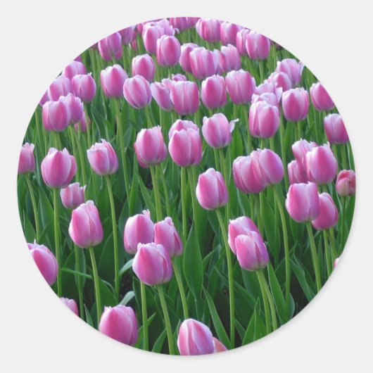 Tulpen 14 Sticker (Voorkant)