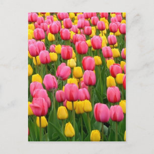 Tulpen 1 Briefkaart