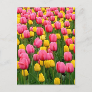 Tulpen 1 Briefkaart
