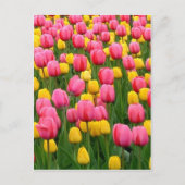 Tulpen 1 Briefkaart (Voorkant)