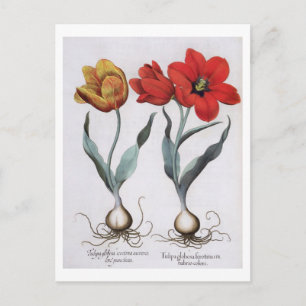 Tulpen: 1.Tulipa globosa serotina cinnabrio colore Briefkaart