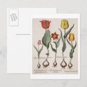 Tulpen: 1.Tulipa lutea maculis rubens; 2.Tulipa au Briefkaart (Voorkant / Achterkant)