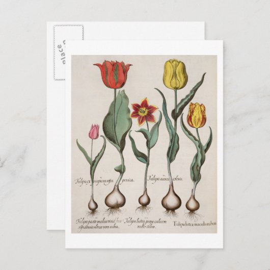 Tulpen: 1.Tulipa lutea maculis rubens; 2.Tulipa au Briefkaart (Voorkant / Achterkant)