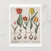 Tulpen: 1.Tulipa lutea maculis rubens; 2.Tulipa au Briefkaart (Voorkant)