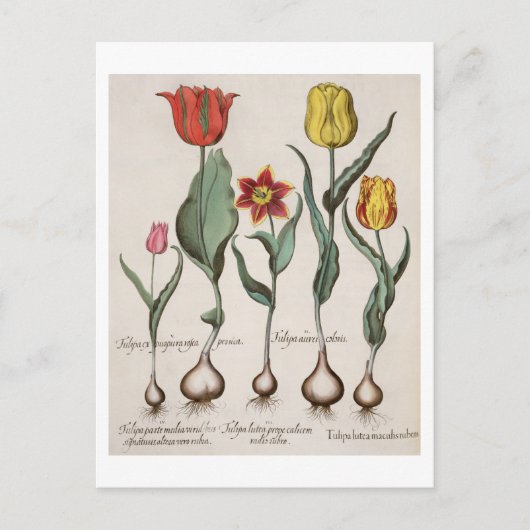 Tulpen: 1.Tulipa lutea maculis rubens; 2.Tulipa au Briefkaart (Voorkant)