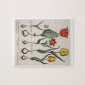 Tulpen: 1.Tulipa lutea maculis rubens; 2.Tulipa au Legpuzzel (Horizontaal)