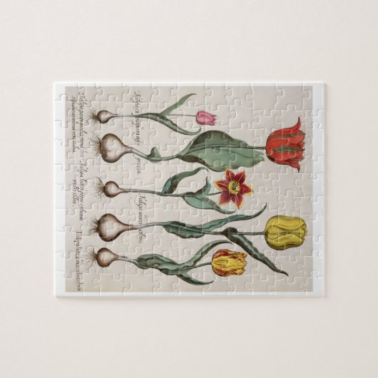 Tulpen: 1.Tulipa lutea maculis rubens; 2.Tulipa au Legpuzzel (Horizontaal)