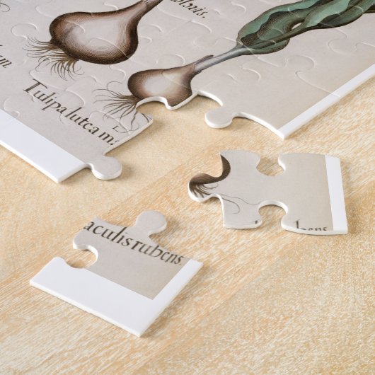 Tulpen: 1.Tulipa lutea maculis rubens; 2.Tulipa au Legpuzzel (Zijkant)