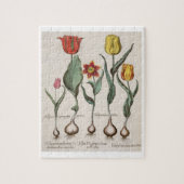 Tulpen: 1.Tulipa lutea maculis rubens; 2.Tulipa au Legpuzzel (Verticaal)