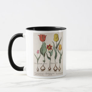 Tulpen: 1.Tulipa lutea maculis rubens; 2.Tulipa au Mok