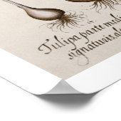 Tulpen: 1.Tulipa lutea maculis rubens; 2.Tulipa au Poster (Hoek)