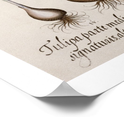 Tulpen: 1.Tulipa lutea maculis rubens; 2.Tulipa au Poster (Hoek)