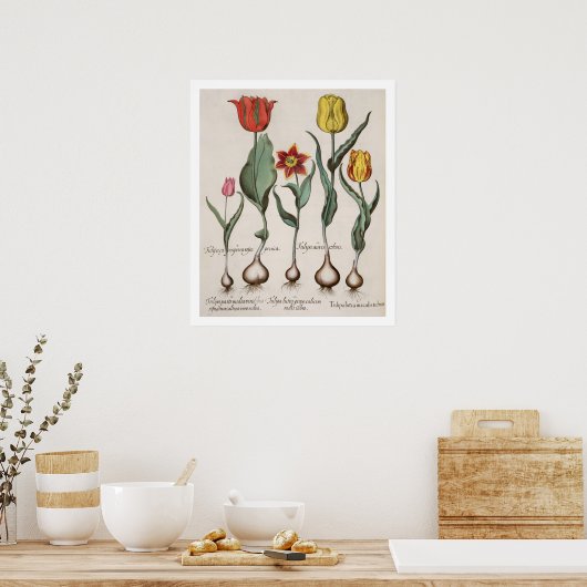 Tulpen: 1.Tulipa lutea maculis rubens; 2.Tulipa au Poster (Keuken)