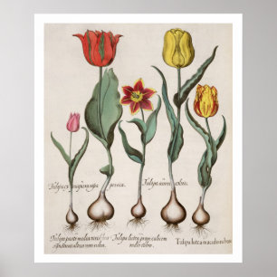 Tulpen: 1.Tulipa lutea maculis rubens; 2.Tulipa au Poster