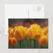 Tulpen 2 briefkaart (Voorkant / Achterkant)