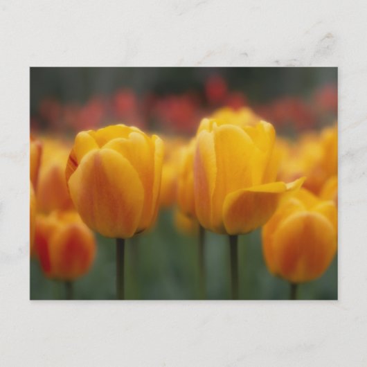 Tulpen 2 briefkaart (Voorkant)