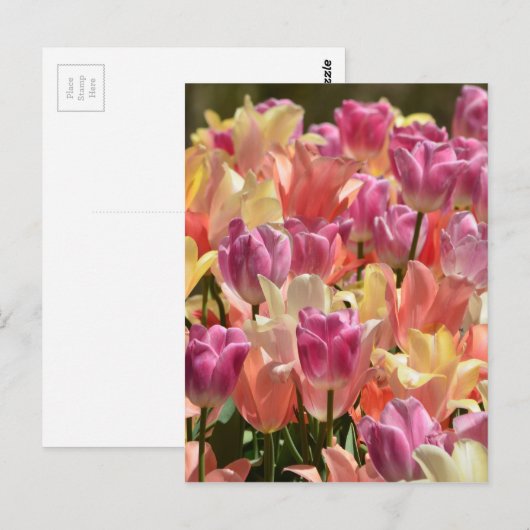 Tulpen #2 briefkaart (Voorkant / Achterkant)