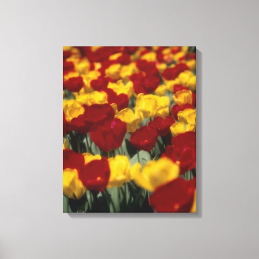 Tulpen 2 canvas afdruk (Voorkant)