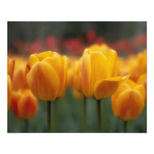 Tulpen 2 foto afdruk