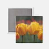 Tulpen 2 magneet (Voorkant / Achterkant)