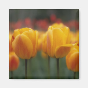 Tulpen 2 magneet
