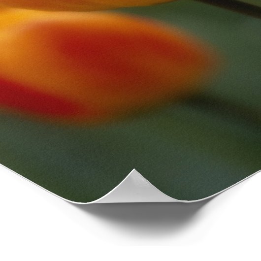 Tulpen 2 poster (Hoek)