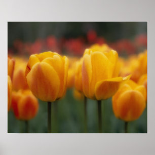 Tulpen 2 poster