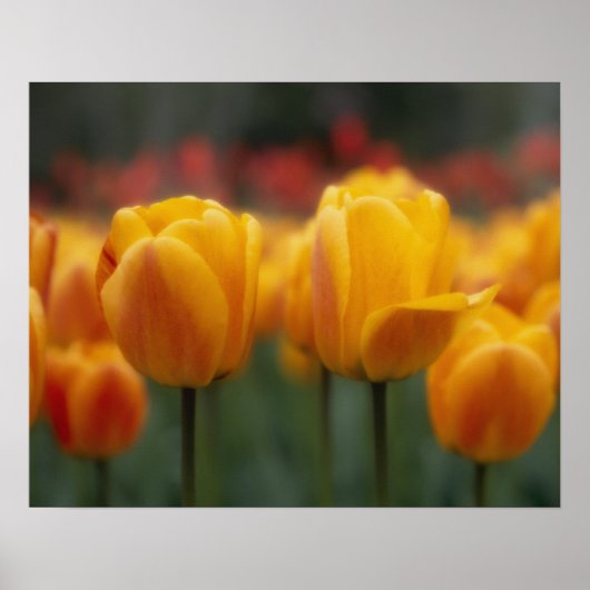 Tulpen 2 poster (Voorkant)