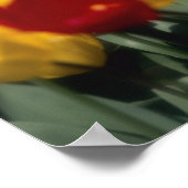 Tulpen 2 poster (Hoek)