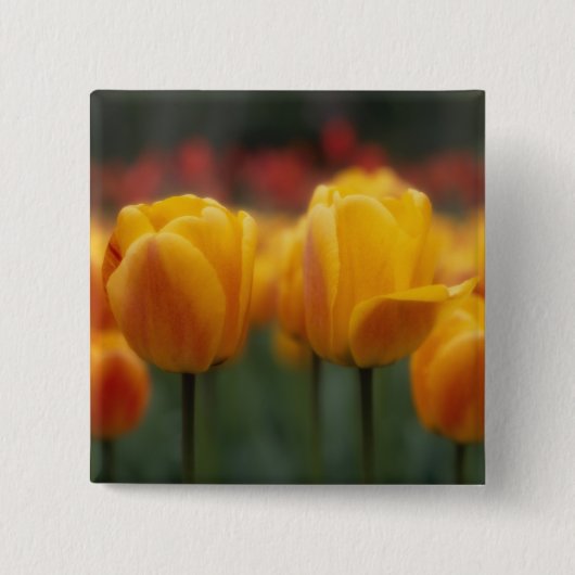 Tulpen 2 vierkante button 5,1 cm (Voorkant)