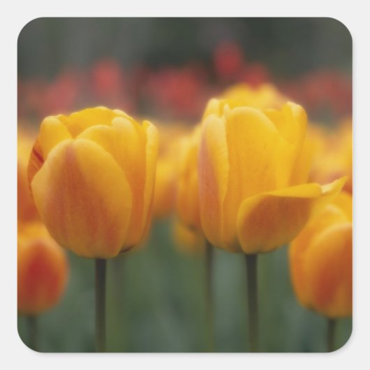 Tulpen 2 vierkante sticker (Voorkant)