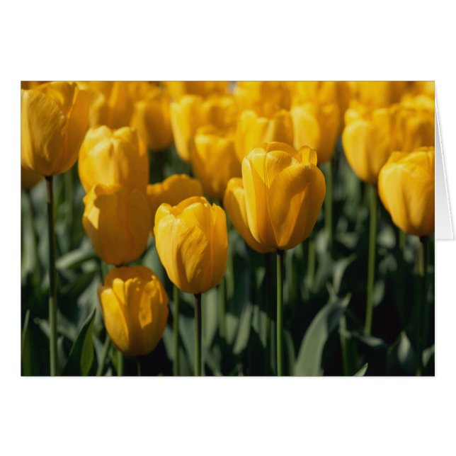 Tulpen 3 (Voorkant Horizontaal)