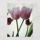Tulpen 3259 briefkaart (Voorkant)