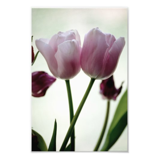 Tulpen 3259 foto afdruk (Voorkant)